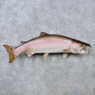 king salmon fish For Sale